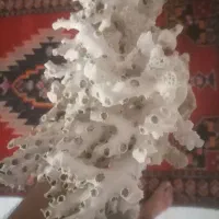 مرجان بزرگ زیباهدیه خلیچ فارس