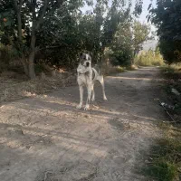 واگذاریسگافغان