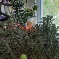 گل طبیعی|گل و گیاه طبیعی|بروجرد, |دیوار