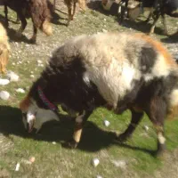 قوچ افشار پلنگی