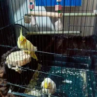 عروس هلندی|پرنده|پاکدشت, پاکدشت (مامازند)|دیوار