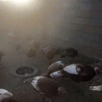 ۶ عدد بوقلمون نر محلی|حیوانات مزرعه|ماهیدشت, |دیوار