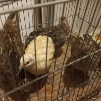 بلدرچین تخمگذار|حیوانات مزرعه|اردبیل, |دیوار