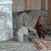 مرغ لاری نر|حیوانات مزرعه|بهشهر, |دیوار