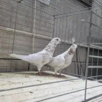 ۲۵ جفت کبوتر نامبروان کاشان|پرنده|کاشان, راوند|دیوار