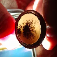 شجر،منظره برفی زمستانه ،کارکمیاب خاص