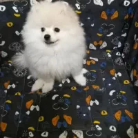 سگ پامر فروش فوری ب دلیل مهاجرت