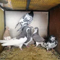 کفتر یا کبوتر|پرنده|شیراز, شهرک جماران|دیوار