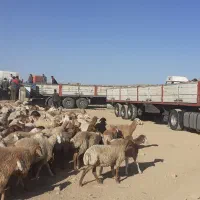 تریلی۱۳/۶۰ برای حمل گوسفند|خدمات حمل و نقل|شیروان (خراسان), |دیوار