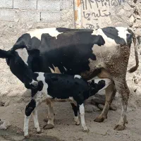 گاو شیر درجه یک با گوساله نر