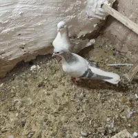 جفت عمری|پرنده|سبزوار, شهرک جهاد|دیوار
