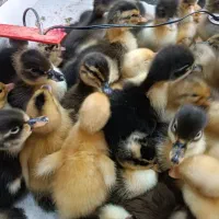 جوجه اردک محلی