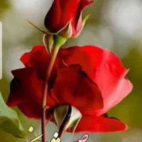 کارشناس باغبانی وفضای سبز با۲۰سال سابقه