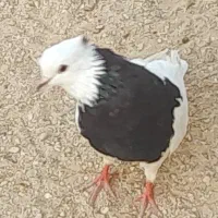 تعدادی کبوتر رنگی|پرنده|آبدان, |دیوار