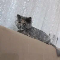 گربه پرشین ماده ۱.۵ساله شناسنامه دار