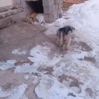 سگ پاکوتاه|سگ|مراغه, |دیوار