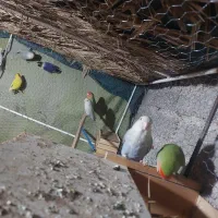 طوطی برزیلی