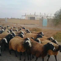 ۵۰ عدد گوسفند وبره قوچ شالـین|حیوانات مزرعه|کرمان, |دیوار