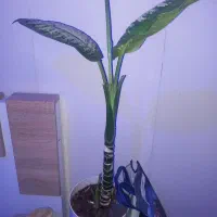 ۳عددگلدان