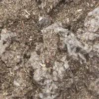 علوفه پنبه