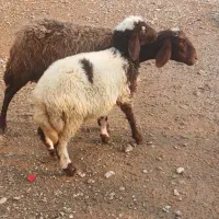 میش بره افشار جوان|حیوانات مزرعه|بروجرد, |دیوار