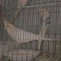 عروس پاریس|پرنده|سوسنگرد, |دیوار