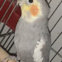 عروس هلندی 9ماهه نر سخنگو