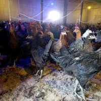 فروش ویژه جوجه محلی بوقلمون یک روزه و چهل روزه