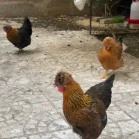 ۳ عدد مرغ کاکلی، لهستانی تخم گذار معاوضه با خروس