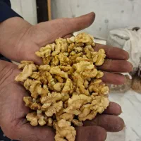 مغز گردو