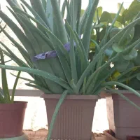 گیاه آلوورا