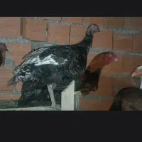 بوقلمون معاوضه با برزیلی