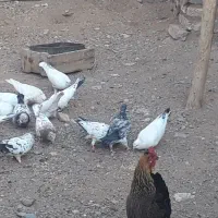 سلام فروش ۱۳ تا کفتر