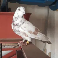 کفترنرقلمکار گرفتنی