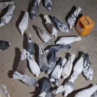 32دوتا کفتر دونه ای 130 بخاطر جابجای دارم میفروشم|پرنده|جاپلق, |دیوار