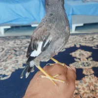 مرغ مینا گمشده