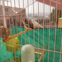 فنچ نر وماده