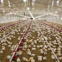 فروش مرغداری گوشتی 20هزار قطعه ای