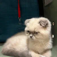 فروش فوری گربه اسکاتیش|گربه|قائمشهر, |دیوار