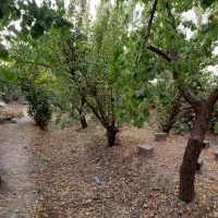 باغ380متری کنتور برق شهریار/دهشاد/تهران سر/صباشهر|فروش خانه و ویلا|شهریار, دهشاد بالا|دیوار