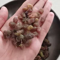 کشمش بی دانه سایه خشک