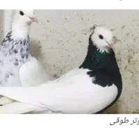 جوجه سرور