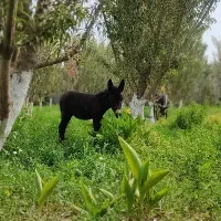 تعدادی خر نر و ماده به فروش میرسد