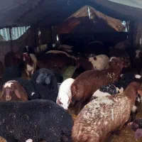 بره جفتی ۷۵ کیلو