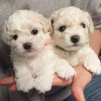 توله سگ پشمالو (پودل کراس) سایز جیبی|سگ|مشهد, کارمندان دوم|دیوار
