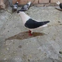 کفتر افغانی