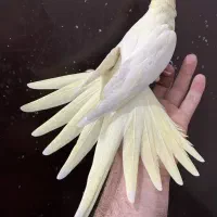 عروس هلندی ماده لوتینو بالغ رام آلبینو