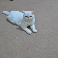 گمشده|گربه|پاکدشت, پاکدشت (مامازند)|دیوار