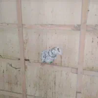 3 تا حیوان پرنده زنگ|پرنده|محمدیه-قزوین, |دیوار