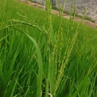 چلتوک برج کامفیروزی درج 1|عمدهفروشی|درودزن, |دیوار